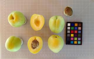 Click for 4 image(s) for this accession. FRUIT